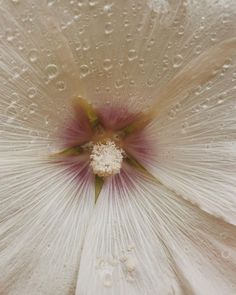 the inside of a white flower with drops of water on it