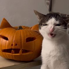 a cat sitting next to a pumpkin with its mouth open and it's eyes wide open