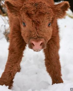 a baby calf standing in the snow looking at the camera with its nose slightly open