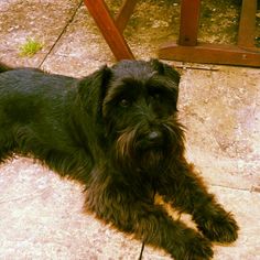 a small black dog laying on top of a tile floor next to a wooden chair