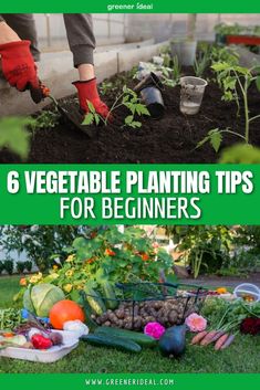 gardening tips for beginners to grow vegetables in the garden