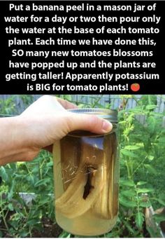 someone is holding a jar full of banana peels in front of the caption that reads, put a banana peel in a mason jar of water for a day or two then