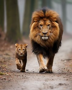 an adult lion walking next to a baby lion on a dirt road in the woods