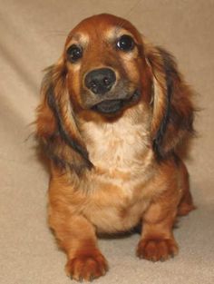 a brown and black dog sitting on top of a floor