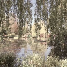 the pond is surrounded by trees and plants