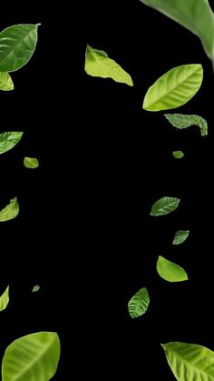 green leaves flying in the air on a black background