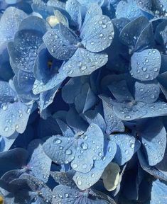 blue flowers with water droplets on them