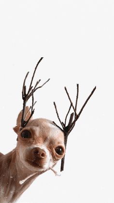 a small dog with antlers on its head looking at the camera while it's snowing