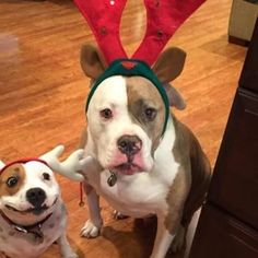 two dogs wearing reindeer antlers on their heads