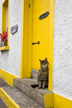 a cat is sitting on the steps in front of a yellow door