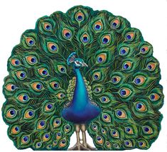 a blue and green peacock with its feathers spread out