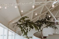 a plant hanging from the ceiling in a large room with white walls and lights above it