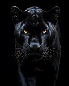 a black panther with yellow eyes on a black background, looking at the camera and to the side