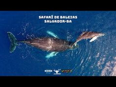 two dolphins swimming in the ocean with caption that reads safari de balexas salvador - ba