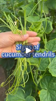 someone is holding some green plants in their hand with the words signs of cucumber tendrils