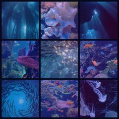 several pictures of different types of fish in an aquarium with blue water and corals