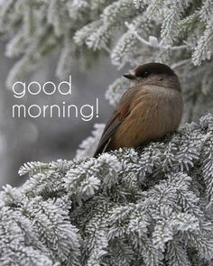 a bird sitting on top of a tree branch with the words good morning in front of it