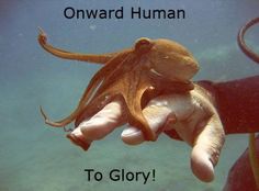 Octopus glory Octopus Funny, Scuba Diving Quotes, Humor Animal, Animal Captions, Lovecraftian Horror, Writing Stuff, Funny Animal Pictures, The Palm, Animal Memes