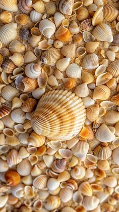 several seashells are gathered together on the sand