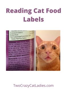 an orange cat looking up at the camera with text reading cat food labels on it