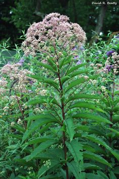 some very pretty pink flowers in the middle of green plants and bushes with purple flowers