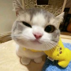 a gray and white cat with a yellow stuffed animal on its neck looking at the camera