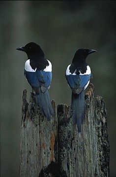 two blue and white birds sitting on top of a wooden post