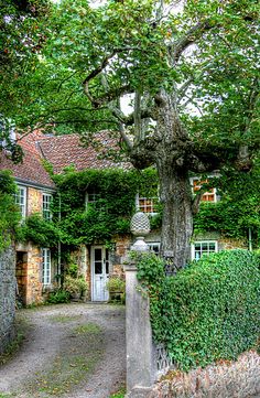 an old stone house with ivy growing on it's walls and trees in the front yard