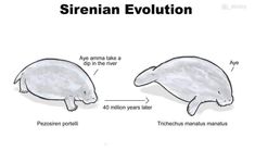 two dolphins are shown side by side with the words sirenn evolution written below them