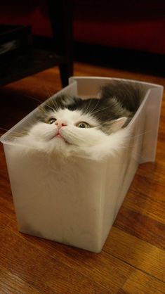 a black and white cat laying in a plastic container