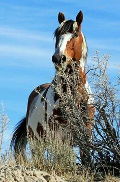 a brown and white horse standing on top of a dry grass field