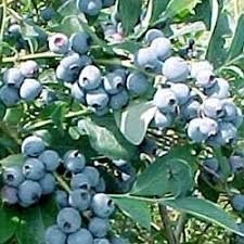 some blue berries are growing on the tree