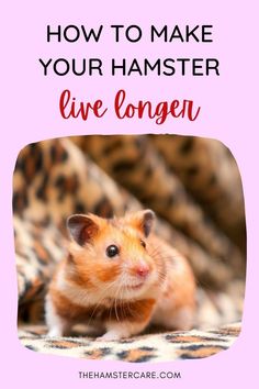 hamster pet, hamster care, hamster care guide, hamster guide, hamster, hamster tips, pets, rodents, best pets, hamster proper care, syrian hamster, dwarf hamster, hamster care tips, how to take care of a hamster Robo Hamster, Hamster Wheel, List Of Animals