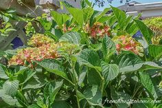 some green leaves and pink flowers in front of a house with a blue sky behind them