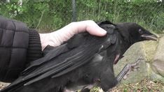 a person holding a black bird in their hand