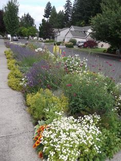 an assortment of flowers and plants along the side of a road with houses in the background