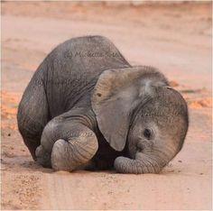 the baby elephant is laying down on the dirt