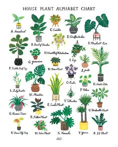 the house plant alphabet chart is shown