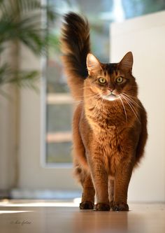 a cat standing on top of a hard wood floor next to a potted plant