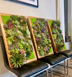 three wooden frames filled with green plants sitting on top of a black leather bench in front of a white wall