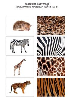 an image of animals that are in different pictures