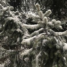 snow covered pine trees in the woods