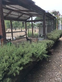 several chickens in a small cage on the side of a building with plants growing out of it