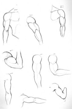 a drawing of different muscles and their positions