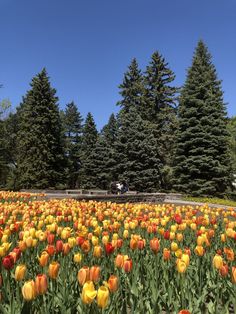 a field full of yellow and red tulips with trees in the back ground