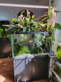 a fish tank filled with plants and water