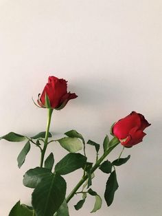 two red roses with green leaves in a vase