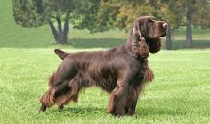 a large brown dog standing on top of a lush green field