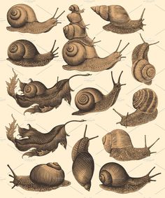 the different types of snails are shown in this drawing technique, and they look like they have