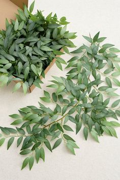 two boxes filled with green leaves on top of a white table next to each other